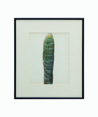 Original Fabulous 1970's Vintage Botanical Cactus 4 