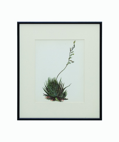 Original Fabulous 1970's Vintage Botanical Cactus 5 