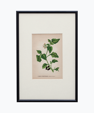 VICTORIAN BOTANIC_02