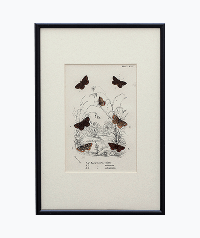 BUTTERFLYS_01