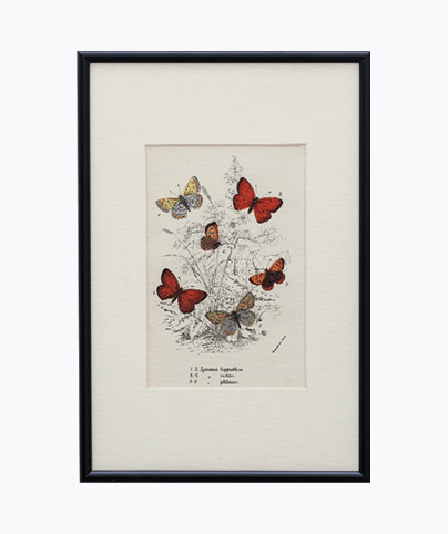 BUTTERFLYS_02