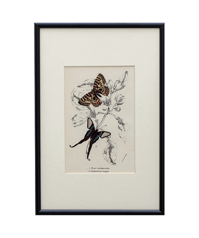 BUTTERFLYS_03