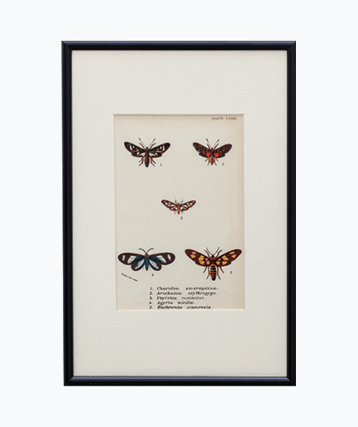 MOTH_01