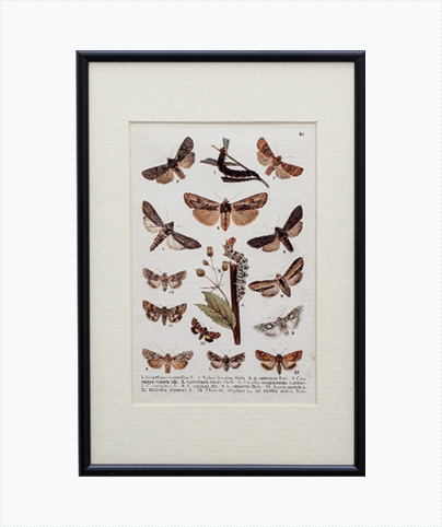 MOTH_02