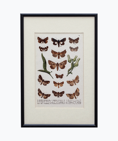 MOTH_04
