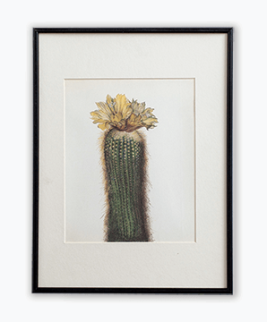 CACTUS_01