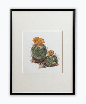 CACTUS_02