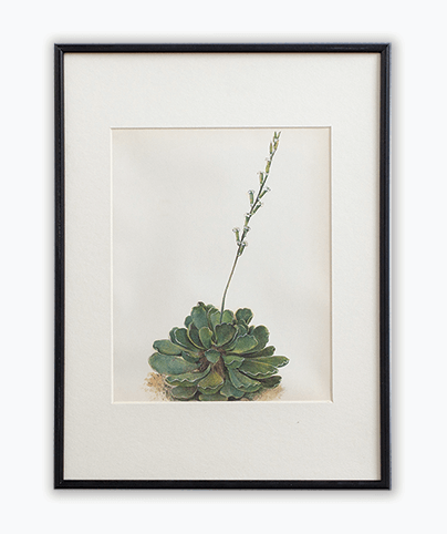 CACTUS_07