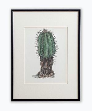 CACTUS_11