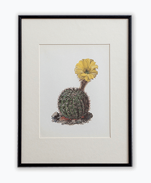 CACTUS_12