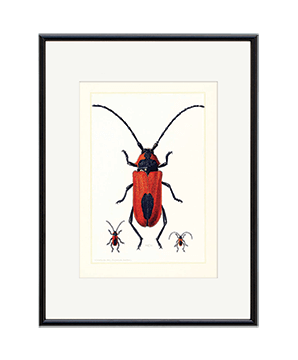 BEETLE_05