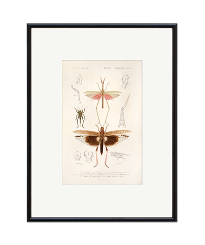 MOSQUITO_02