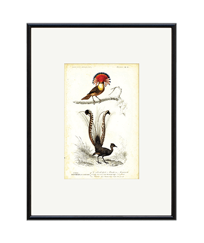 TWO BIRDS