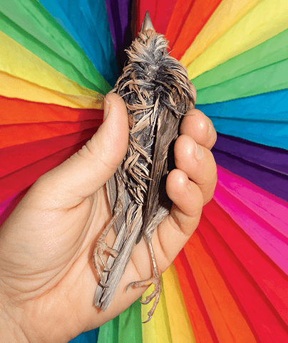 A BIRD IN THE HAND