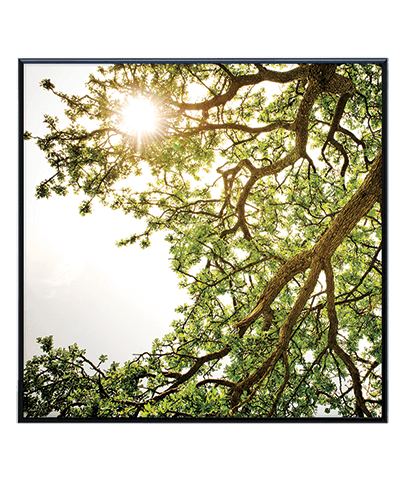 FOREST_04_SQ