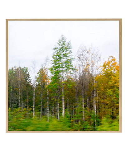 FOREST_06_SQ