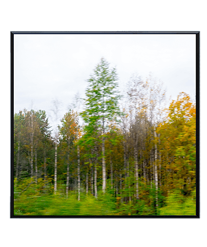 FOREST_06_SQ