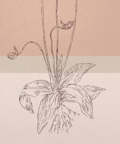 BOTANICA_01
