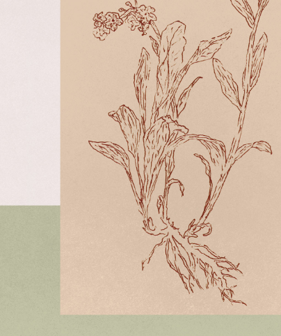 BOTANICA_03