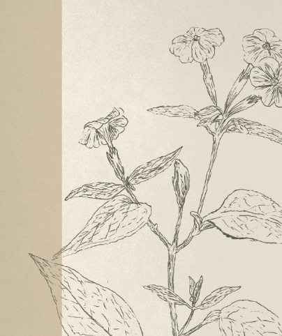 BOTANICA_05_SQ