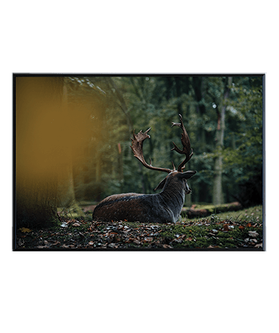 OH DEER