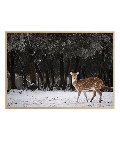 FOREVER BAMBI