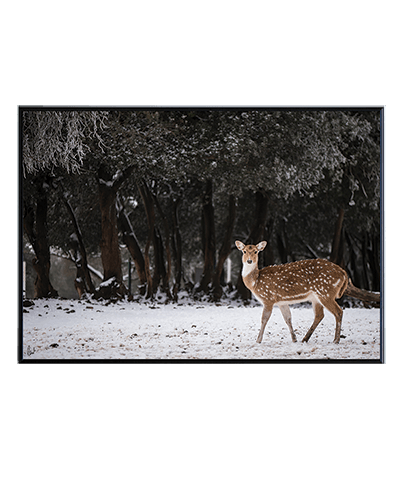 FOREVER BAMBI