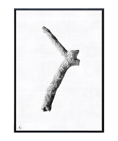 FOSSIL_03