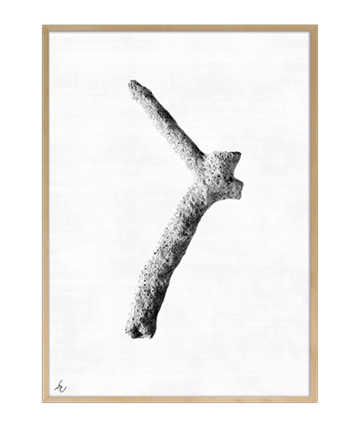 FOSSIL_03