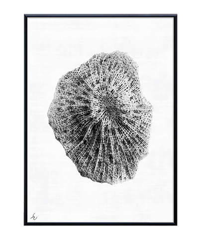 FOSSIL_07