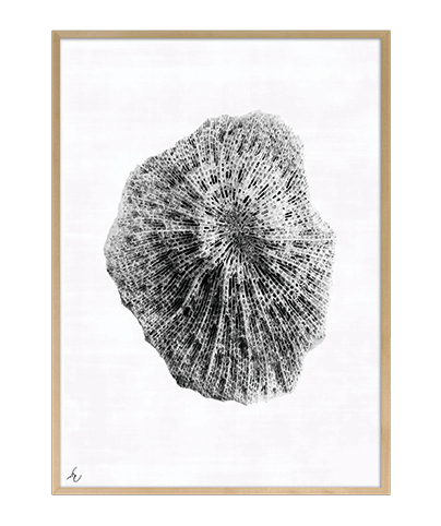 FOSSIL_07