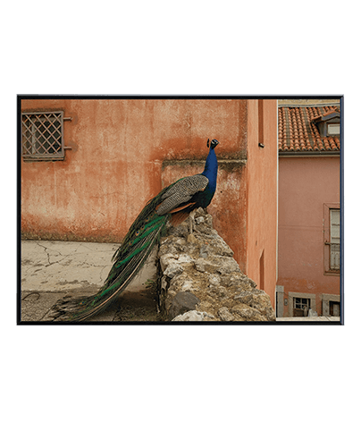 PEACOCK
